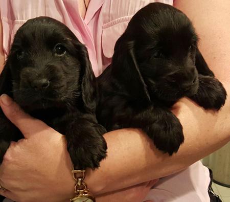 Cocker Spaniel for sale by RAKIURA