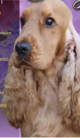 Cocker Spaniel for sale by RAKIURA