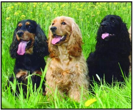 Cocker Spaniel for sale by RAKIURA1