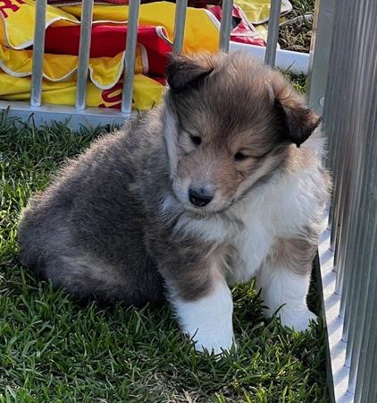 Collie (Rough) for sale by JEDFORD