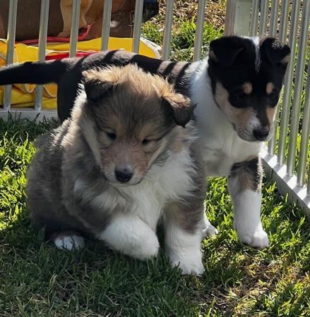 Collie (Rough) for sale by JEDFORD