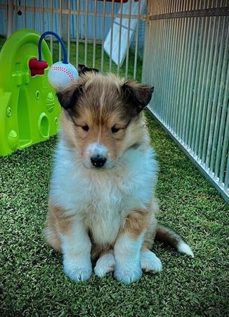 Collie (Rough) for sale by JEDFORD