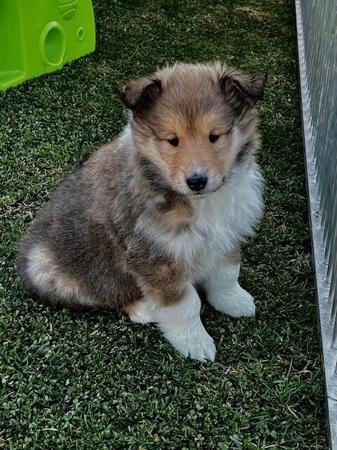 Collie (Rough) for sale by JEDFORD