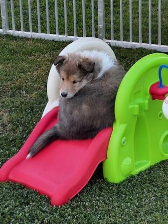 Collie (Rough) for sale by JEDFORD