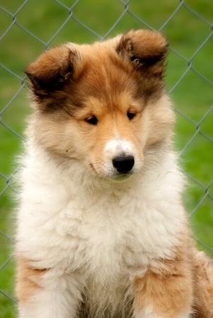 Collie (Rough) for sale by JEDFORD