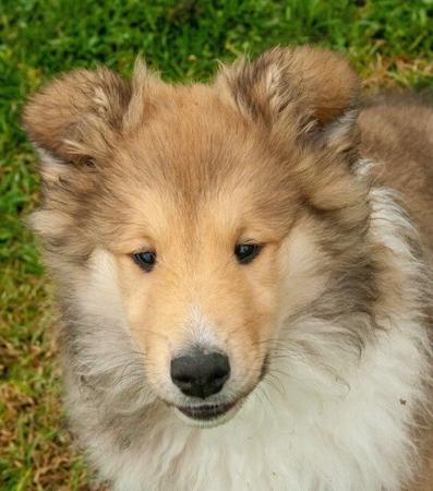 Collie (Rough) for sale by JEDFORD
