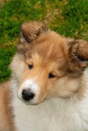 Collie (Rough) for sale by JEDFORD
