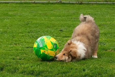 Collie (Rough) for sale by JEDFORD