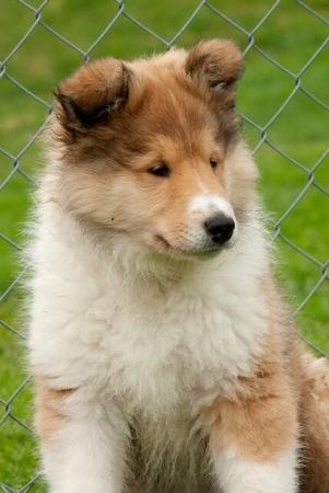 Collie (Rough) for sale by JEDFORD