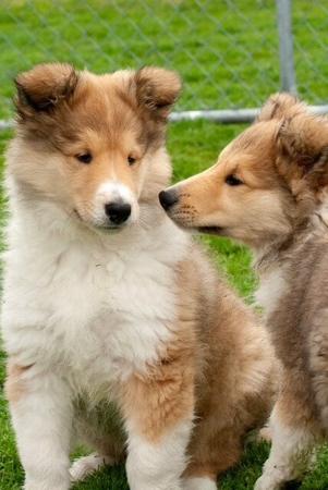 Collie (Rough) for sale by JEDFORD