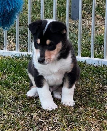 Collie (Smooth) for sale by JEDFORD