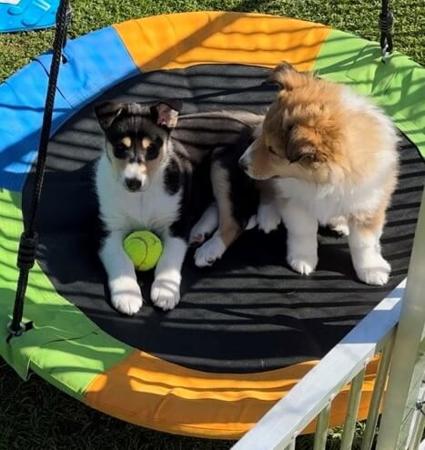 Collie (Smooth) for sale by JEDFORD