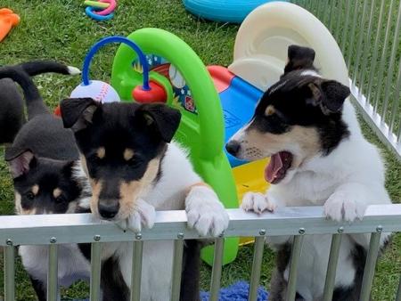 Collie (Smooth) for sale by JEDFORD