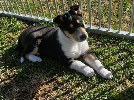 Collie (Smooth) for sale by JEDFORD