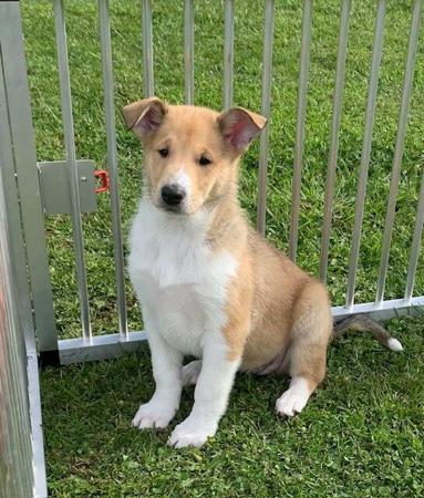 Collie (Smooth) for sale by JEDFORD