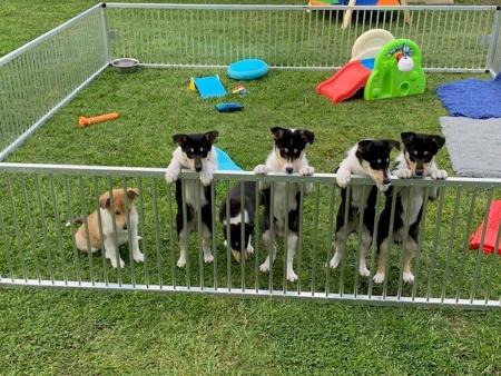 Collie (Smooth) for sale by JEDFORD