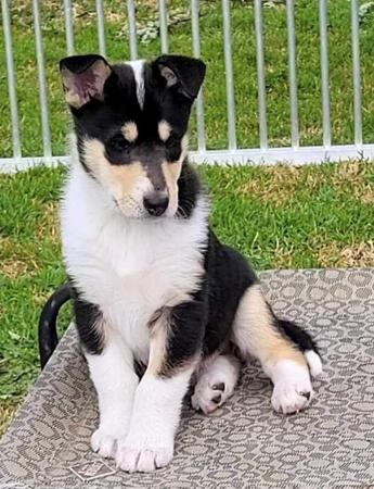 Collie (Smooth) for sale by JEDFORD