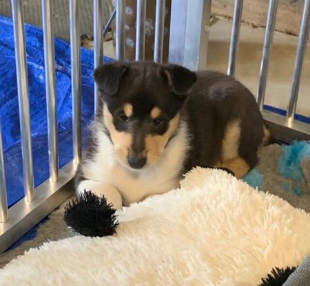 Collie (Smooth) for sale by JEDFORD