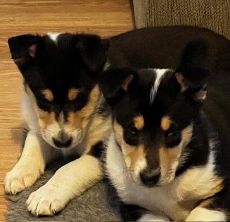 Collie (Smooth) for sale by JEDFORD