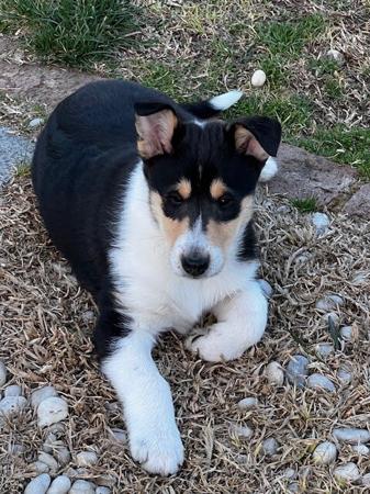 Collie (Smooth) for sale by JEDFORD