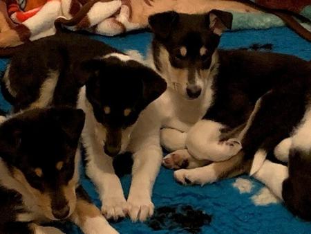 Collie (Smooth) for sale by JEDFORD