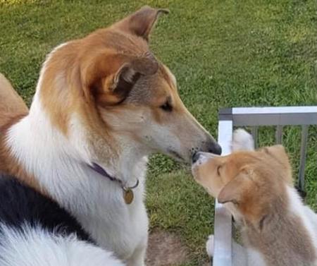 Collie (Smooth) for sale by JEDFORD