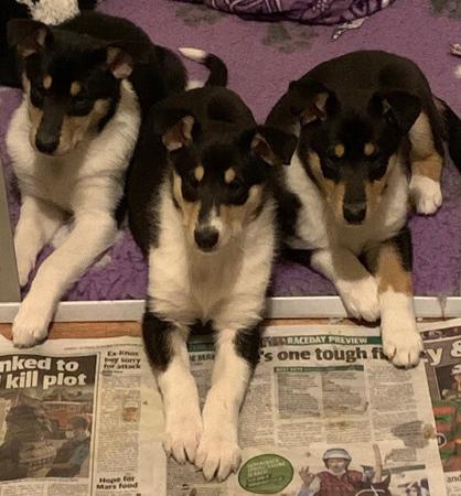 Collie (Smooth) for sale by JEDFORD