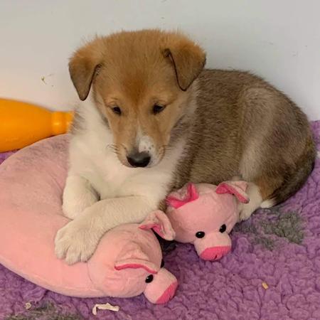 Collie (Smooth) for sale by JEDFORD