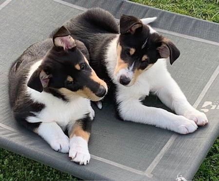 Collie (Smooth) for sale by JEDFORD