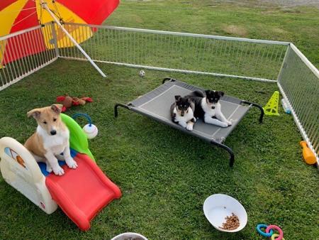 Collie (Smooth) for sale by JEDFORD