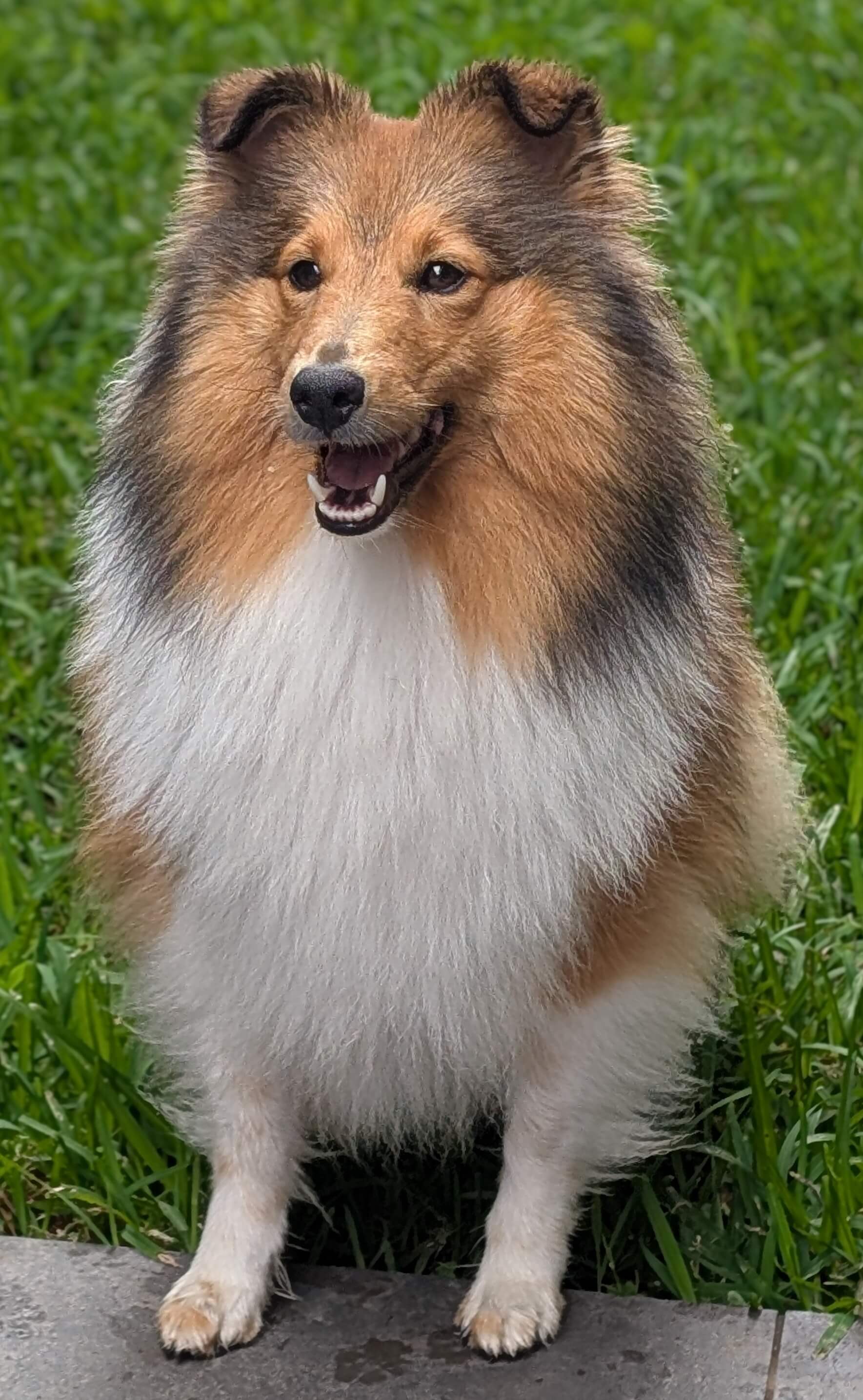 Shangle Pup Ch Shanelg Passion Pop TK.S N.SPRD Shetland Sheepdog - Owned by Chloe Maier