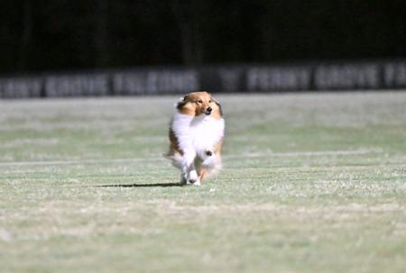 Shetland Sheepdog for sale by CLISE