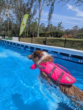 Shetland Sheepdog for sale by CLISE