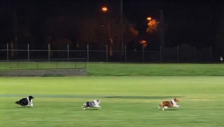 Shetland Sheepdog for sale by CLISE