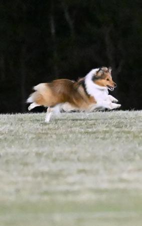 Shetland Sheepdog for sale by CLISE