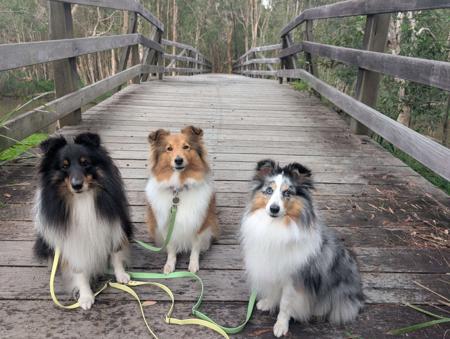 Shetland Sheepdog for sale by CLISE