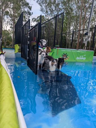 Shetland Sheepdog for sale by CLISE