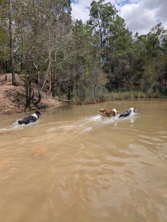 Shetland Sheepdog for sale by CLISE