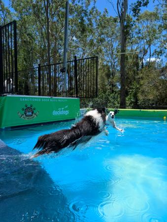 Shetland Sheepdog for sale by CLISE