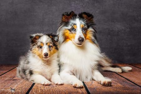 Shetland Sheepdog for sale by CLISE
