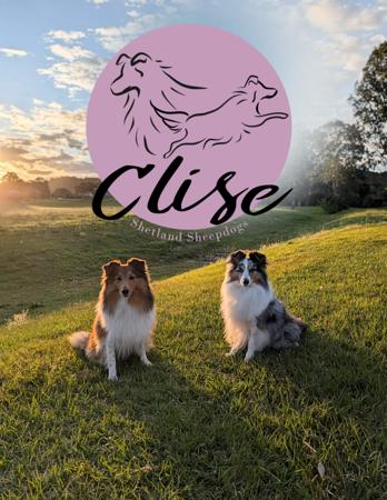 Shetland Sheepdog for sale by CLISE
