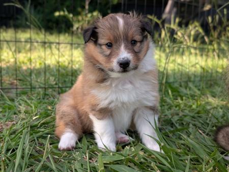 Shetland Sheepdog puppy for sale by CLISE