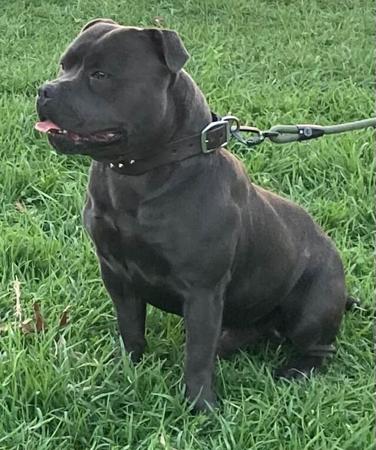 Staffordshire Bull Terrier for sale by MESSTAFFY