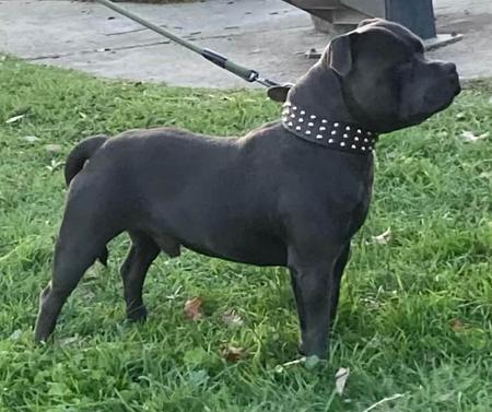 Staffordshire Bull Terrier for sale by MESSTAFFY
