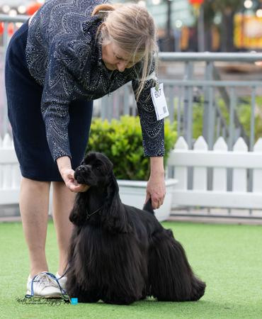 Cocker Spaniel (American) for sale by ELRITZ
