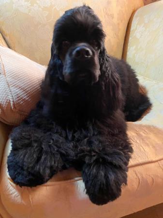 Cocker Spaniel (American) puppy for sale by ELRITZ