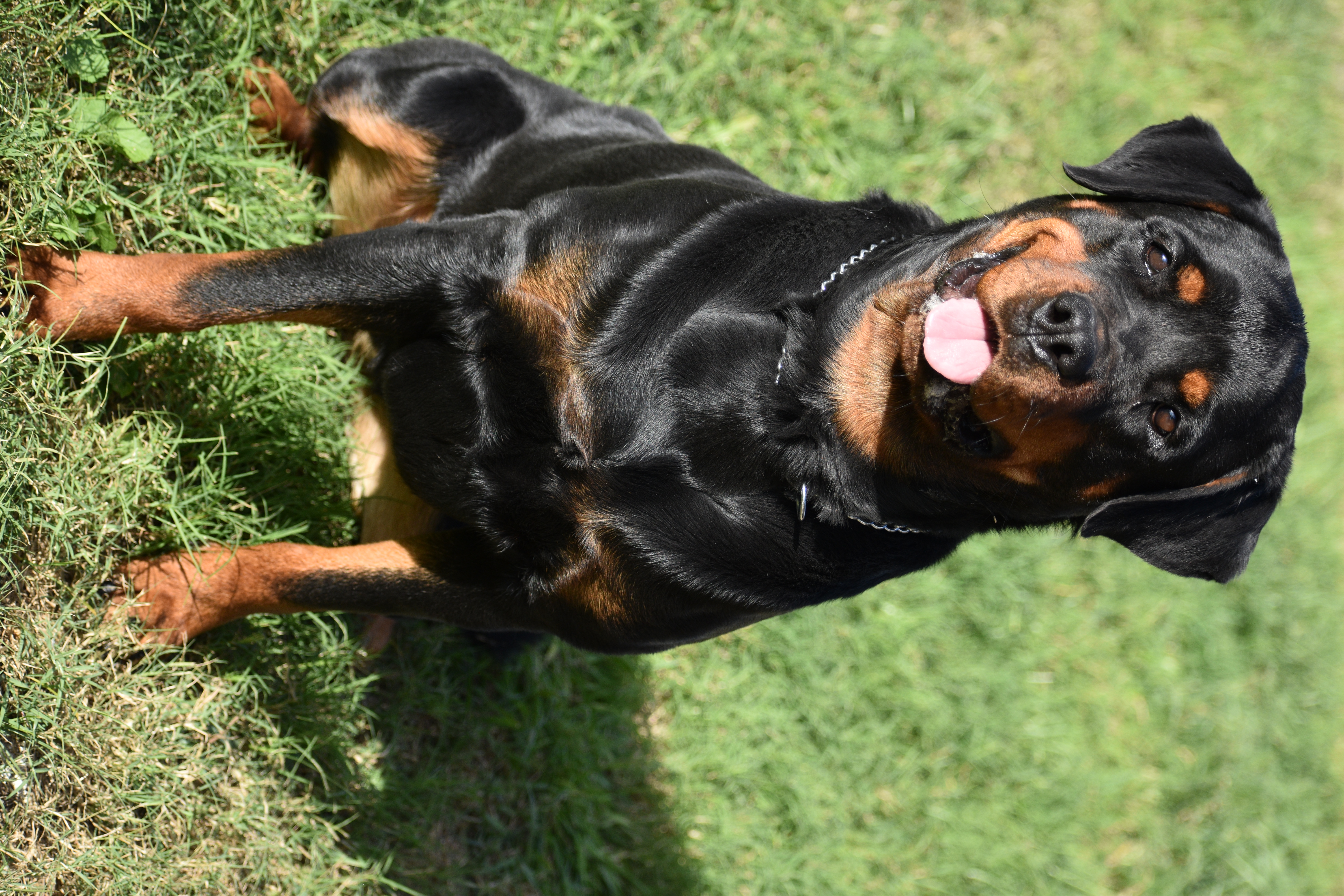 Rottweiler puppy for sale by SCHUTZLIEBE