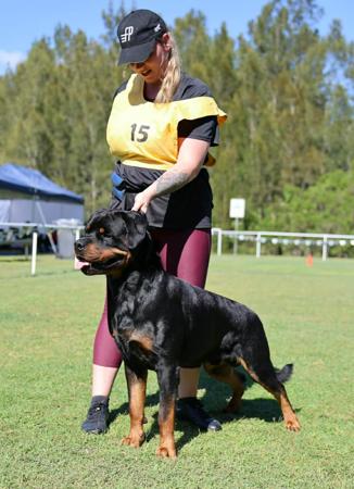 Schutzliebe Cullys Chance Rottweiler