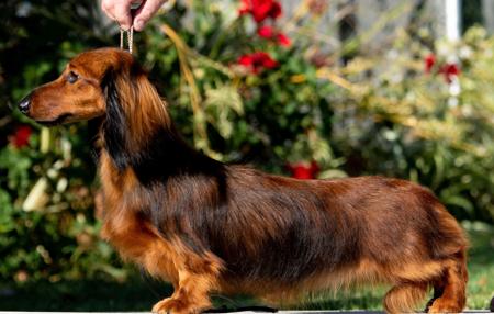 Dachshund (Miniature Long Haired) for sale by WAZEER