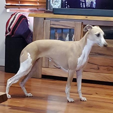 Whippet for sale by BOWBRIDGE